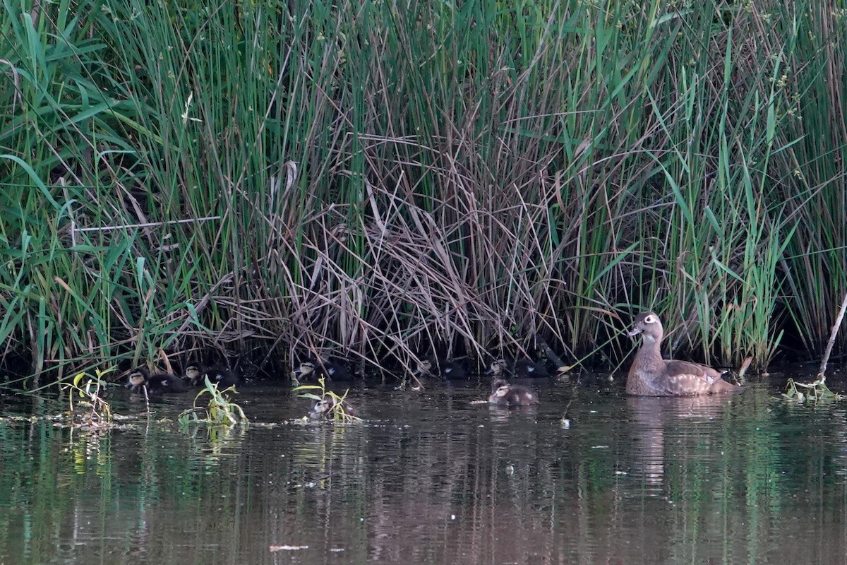 Wood Duck - Linda Hamp