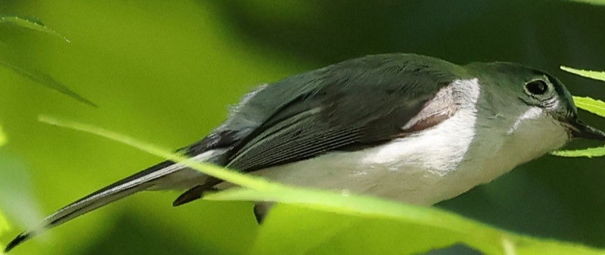 Blue-gray Gnatcatcher - Duane Yarbrough