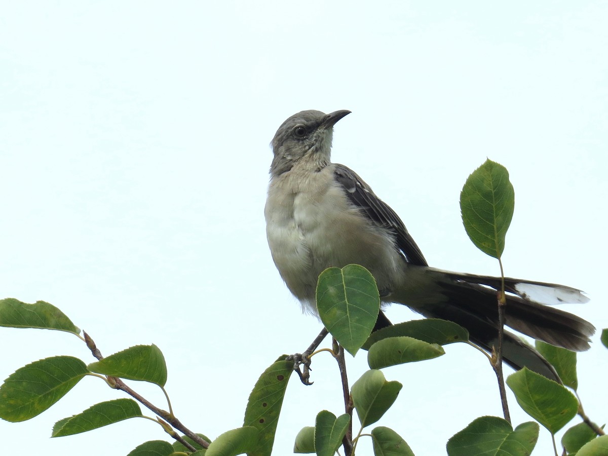 Northern Mockingbird - Linda  LaBella