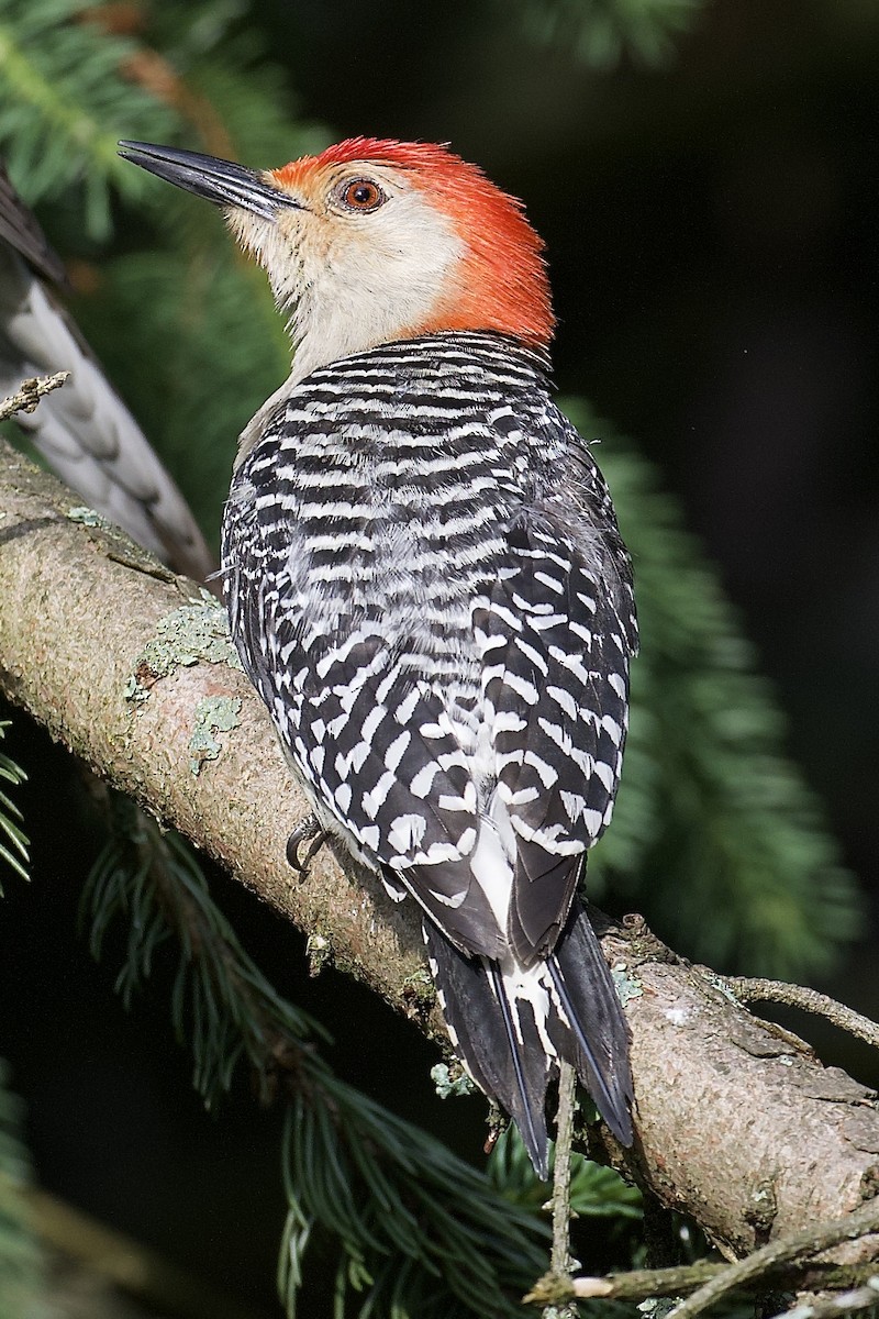 Red-bellied Woodpecker - Joe Turner