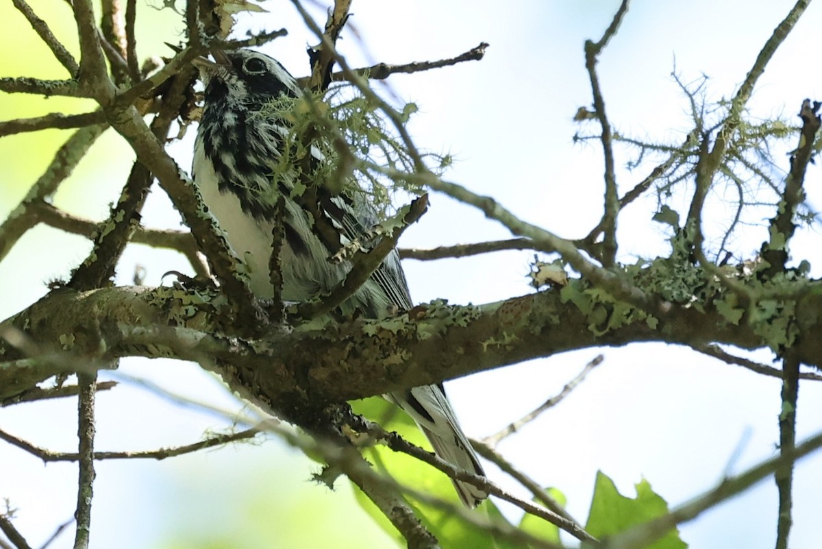 Black-and-white Warbler - Duane Yarbrough