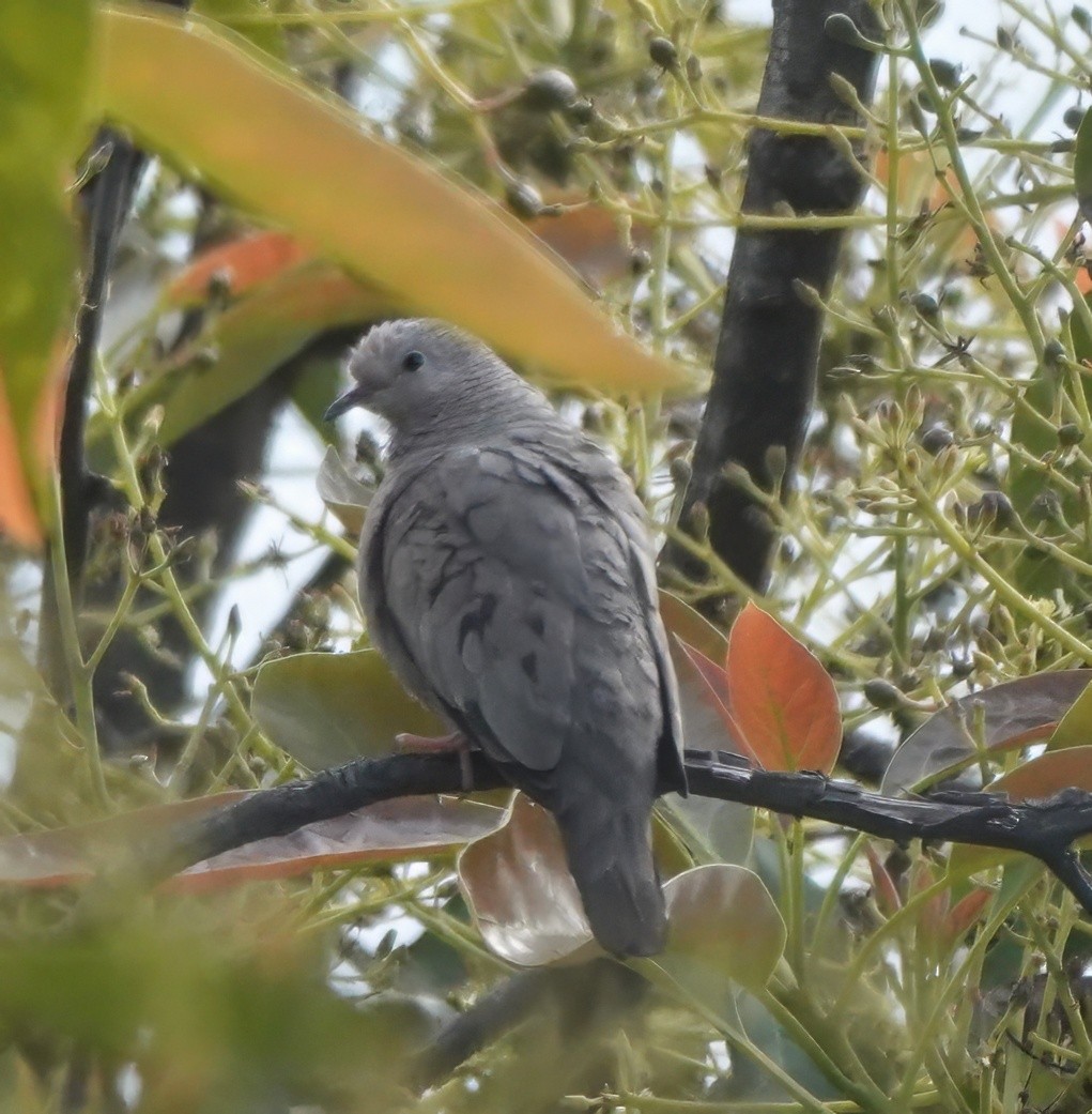 Common Ground Dove - Adrian O'Loghlen