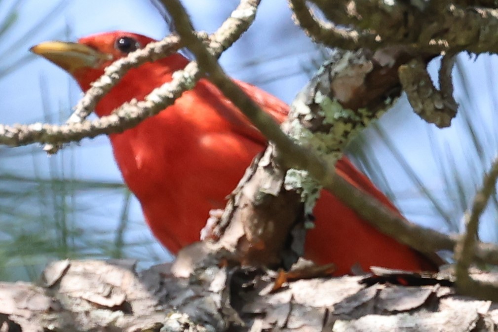 Summer Tanager - Duane Yarbrough