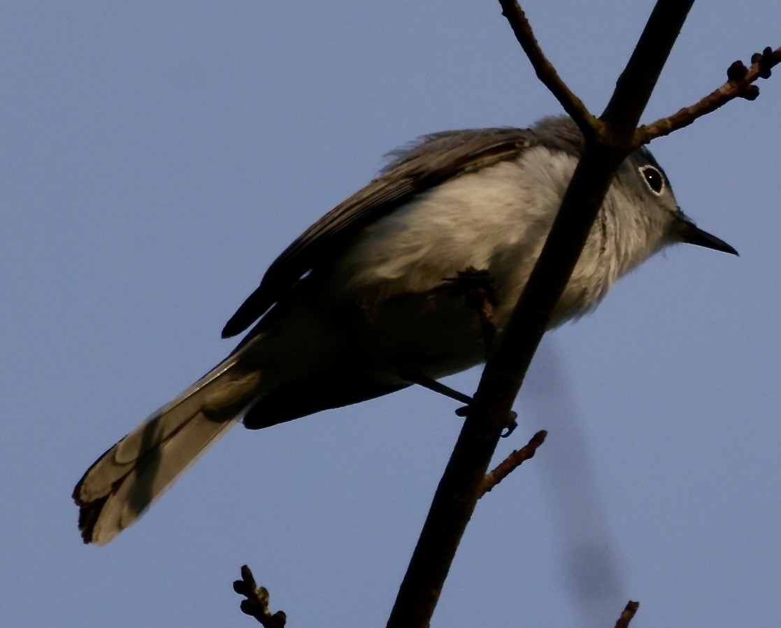 Blue-gray Gnatcatcher - Christine Stoughton Root