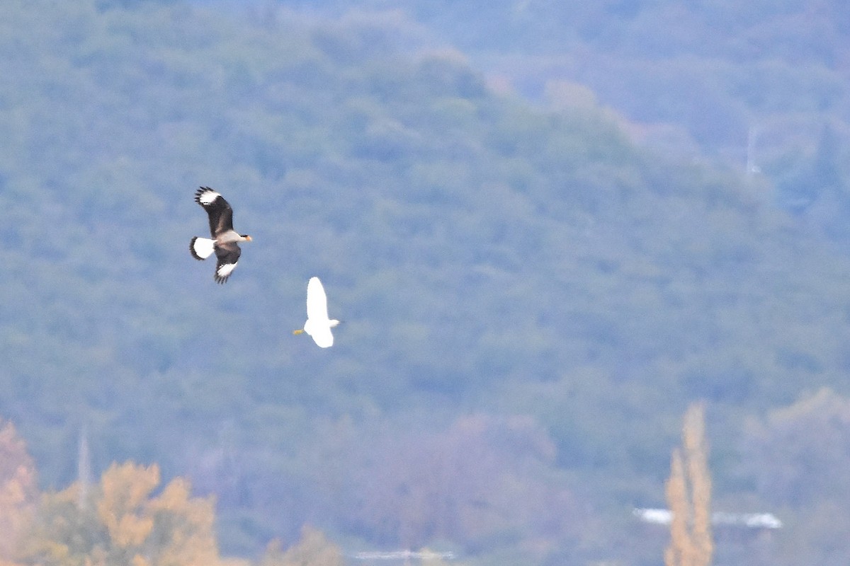 Crested Caracara - Juan Bardier