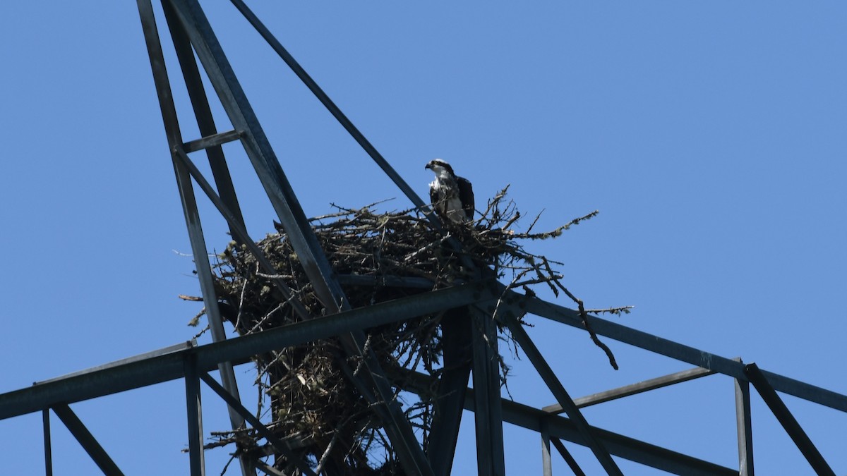 Osprey - Marc Poirier