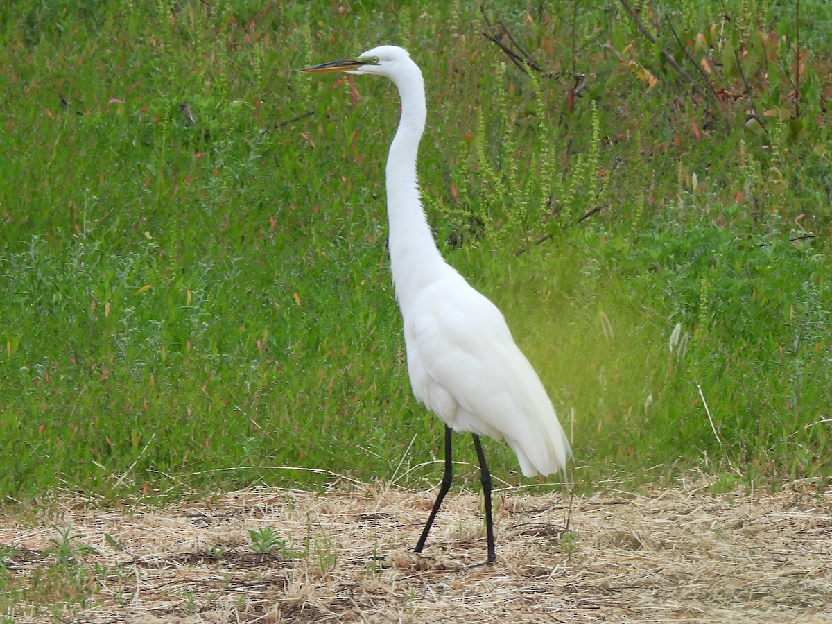 Great Egret - ML619588539