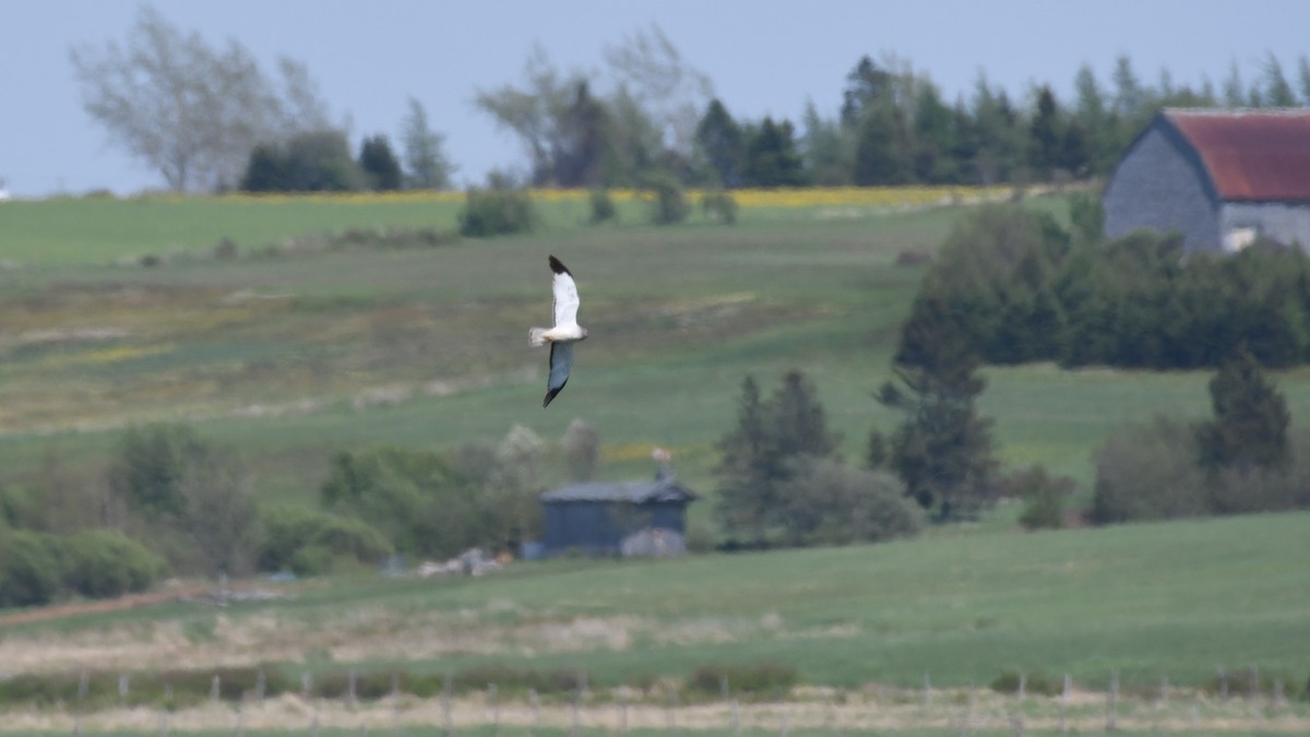 Northern Harrier - Marc Poirier