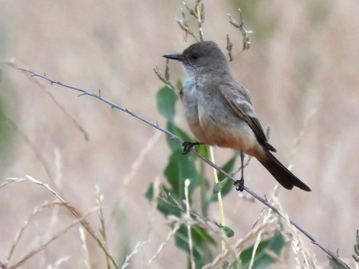 Say's Phoebe - ML619588545