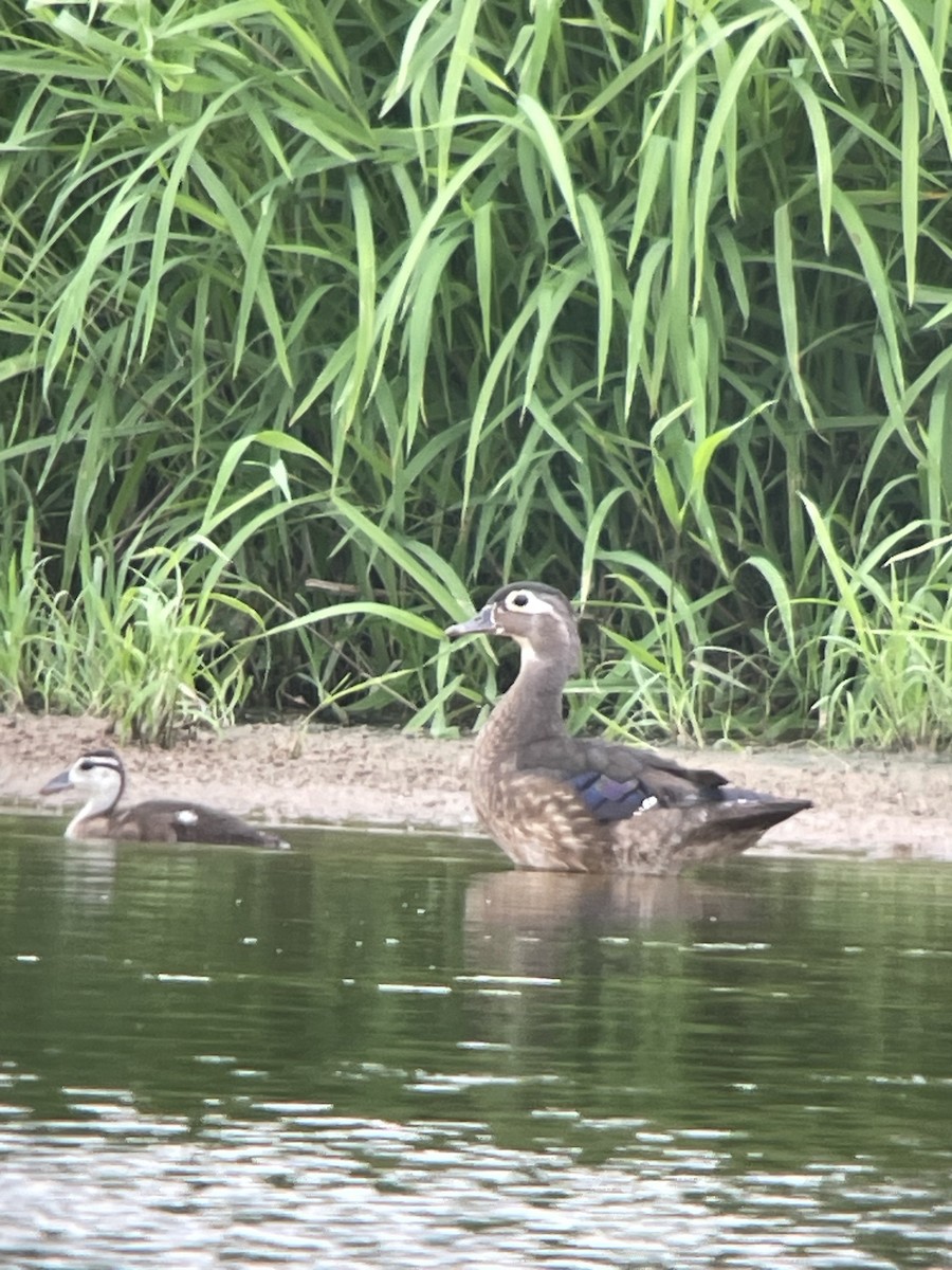 Wood Duck - Richard Snow