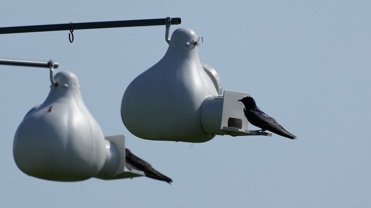 Purple Martin - Sunil Thirkannad