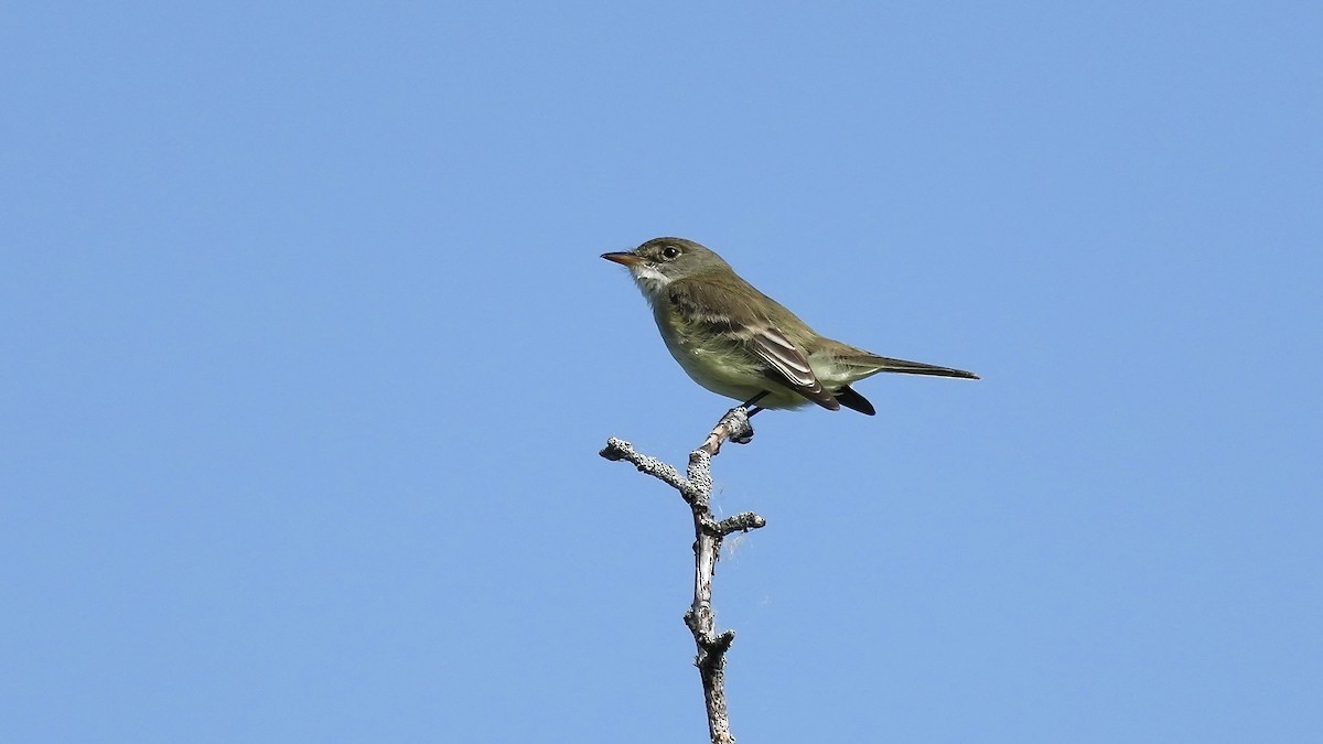 Willow Flycatcher - Sunil Thirkannad