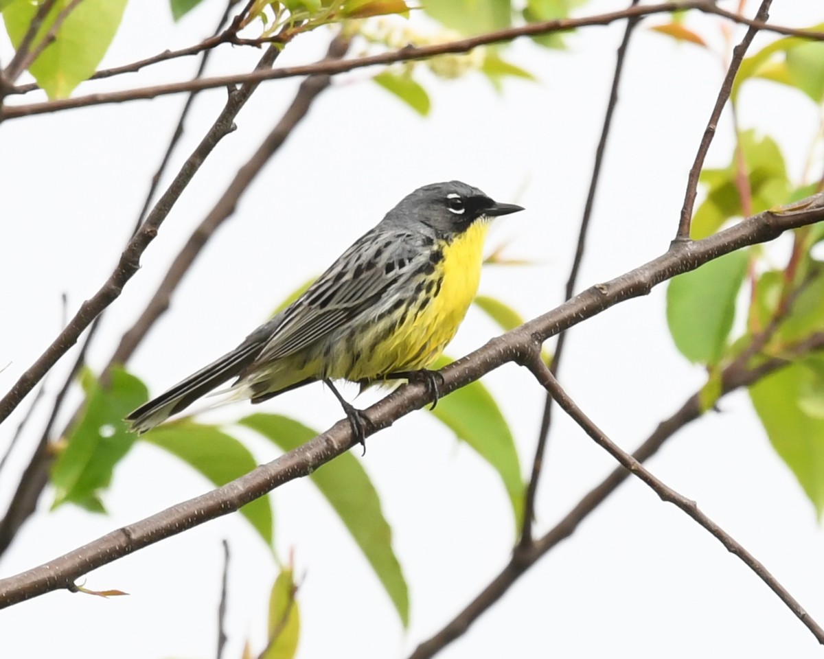 Kirtland's Warbler - Maurice DeMille