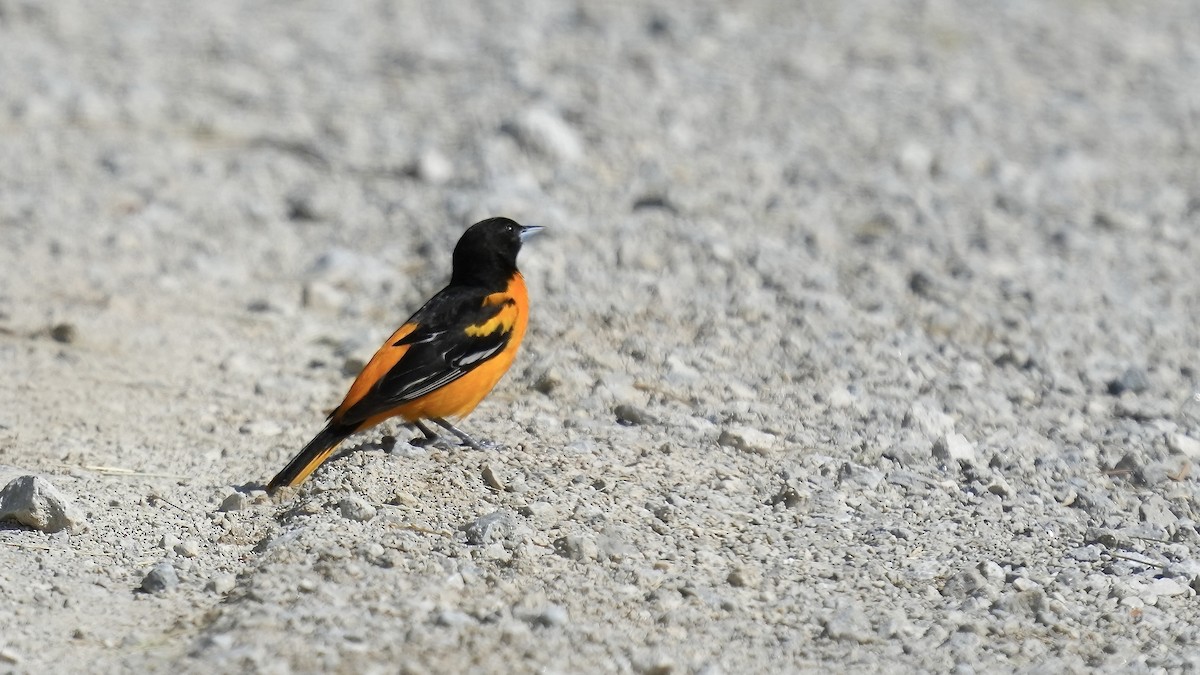 Baltimore Oriole - Sunil Thirkannad