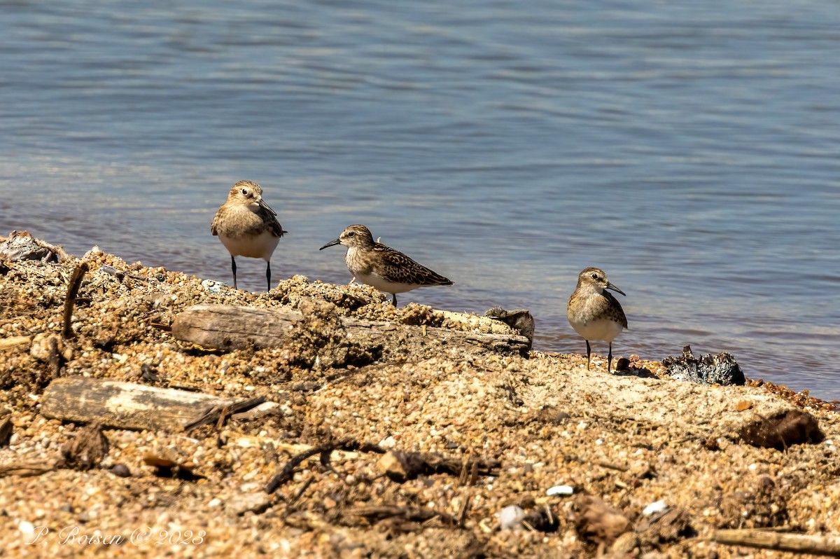 Least Sandpiper - Paul Roisen