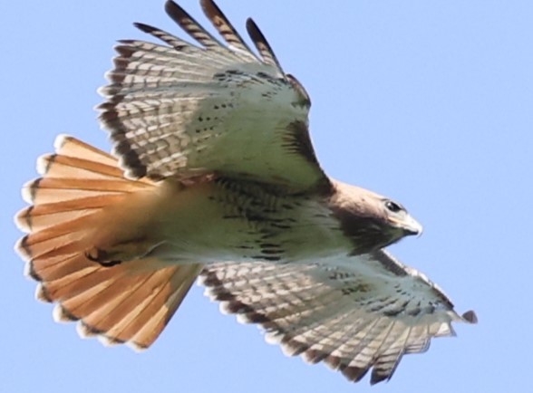 Red-tailed Hawk - Duane Yarbrough