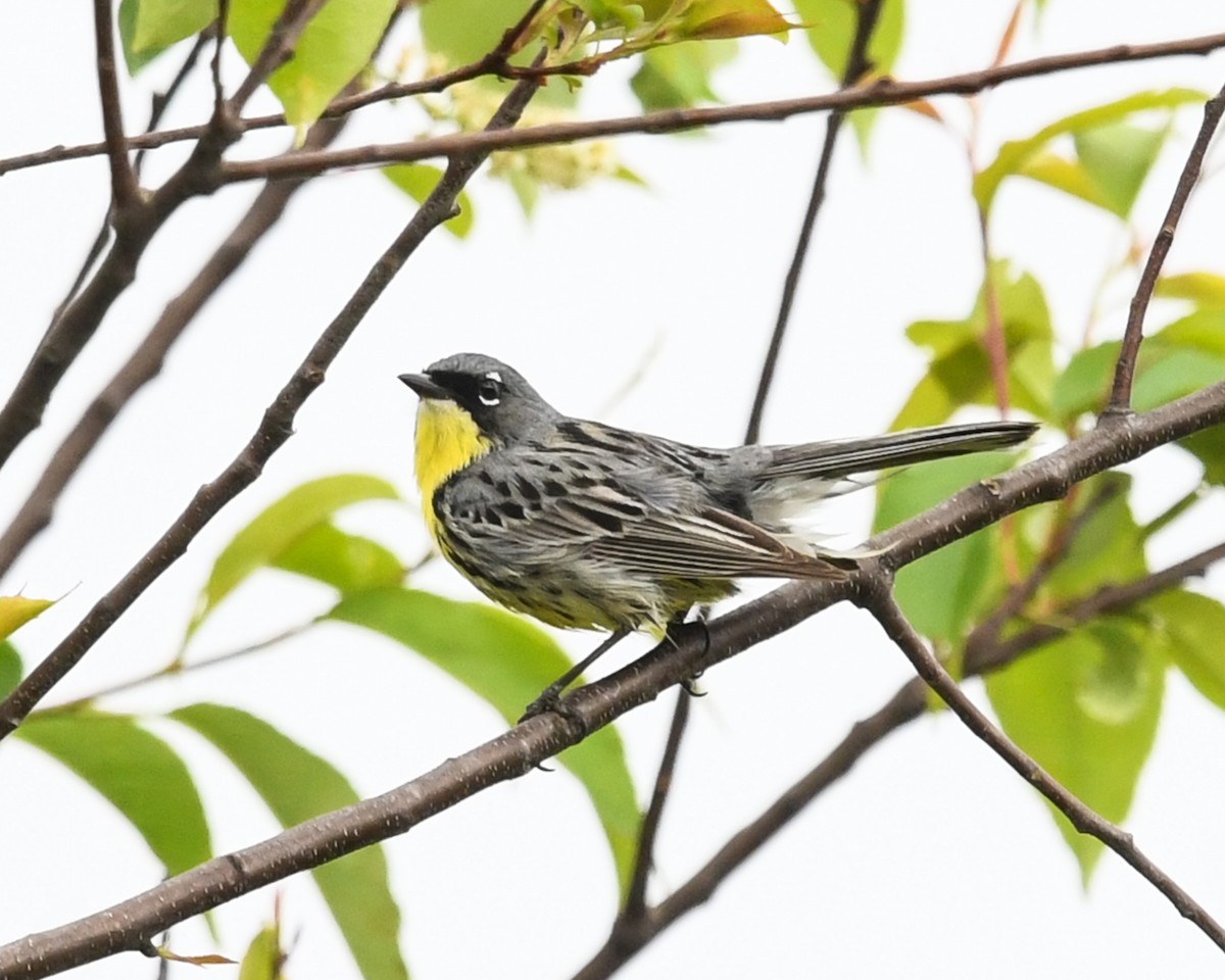 Kirtland's Warbler - Maurice DeMille