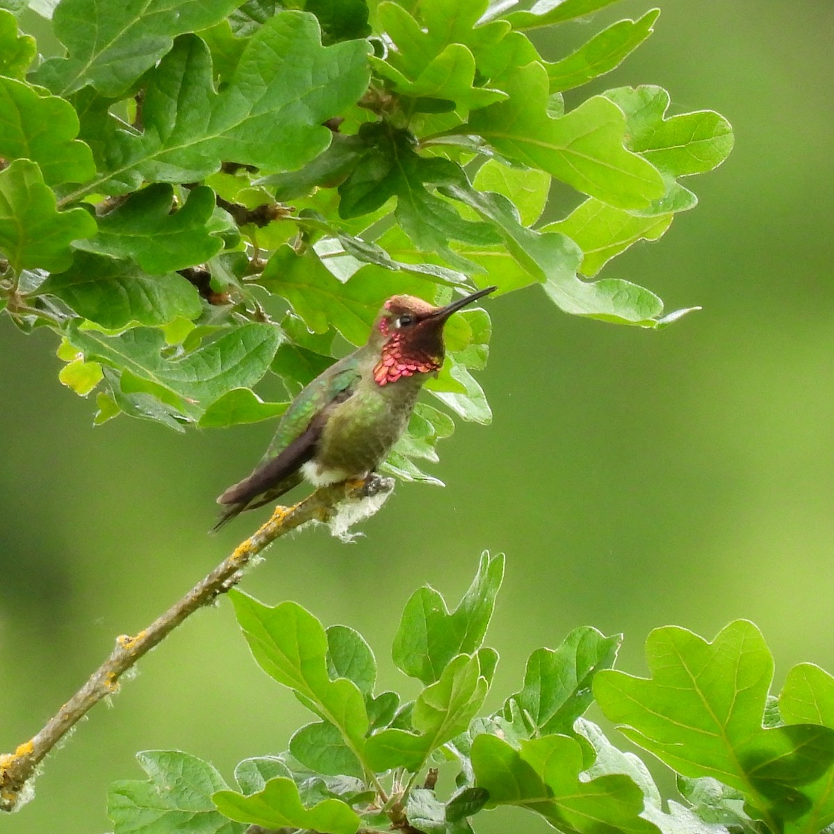 Anna's Hummingbird - ML619588581
