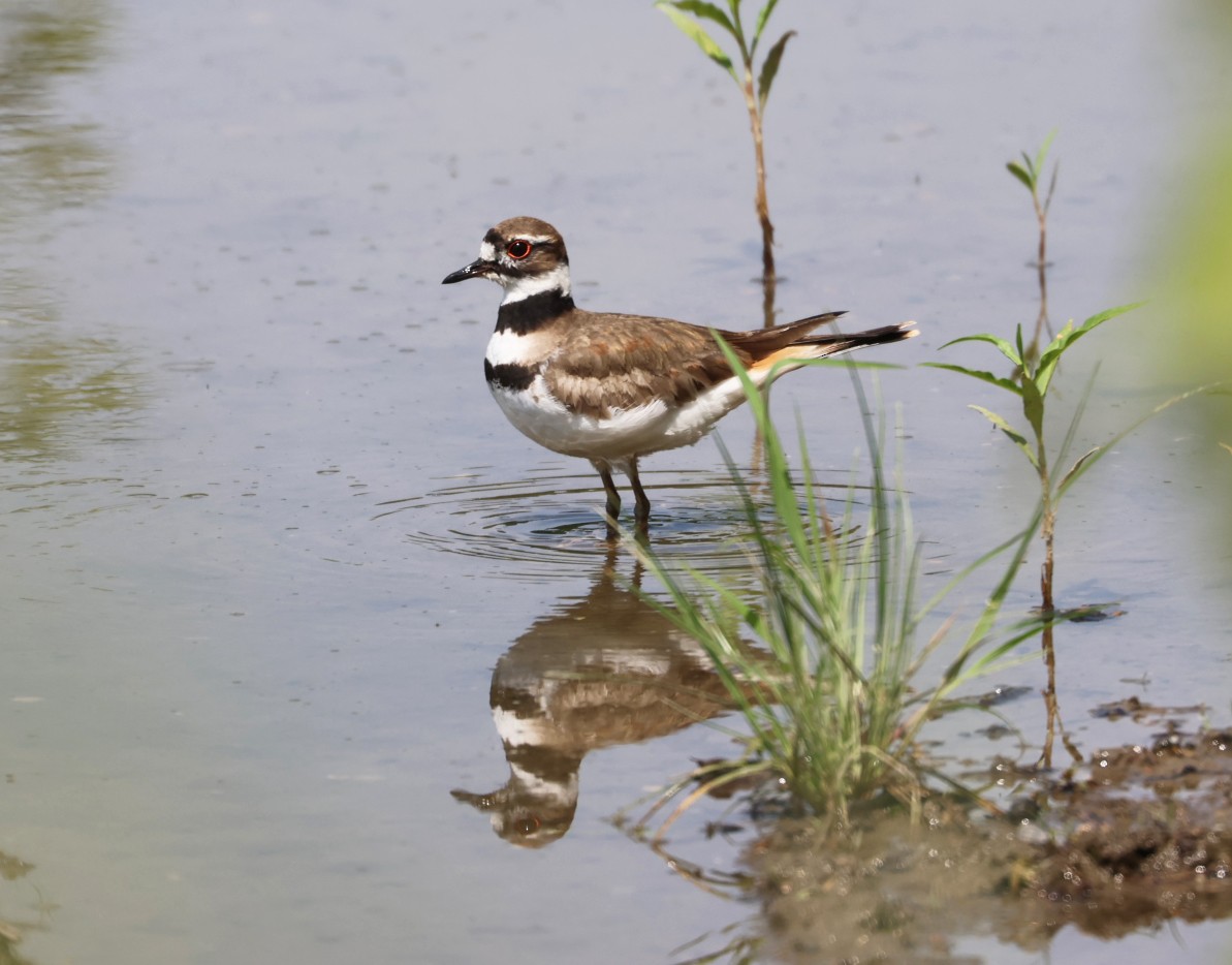 Killdeer - ML619588583