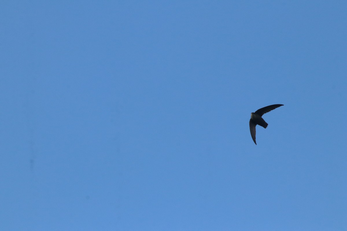 Chimney Swift - Keith Matthieu