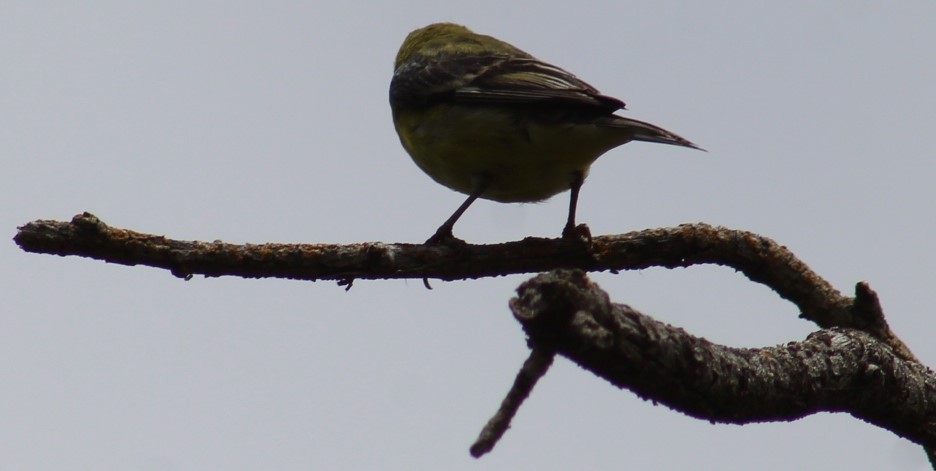 Lesser Goldfinch - Richard Breisch