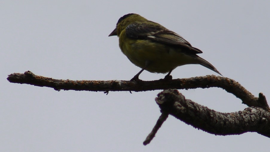 Lesser Goldfinch - Richard Breisch