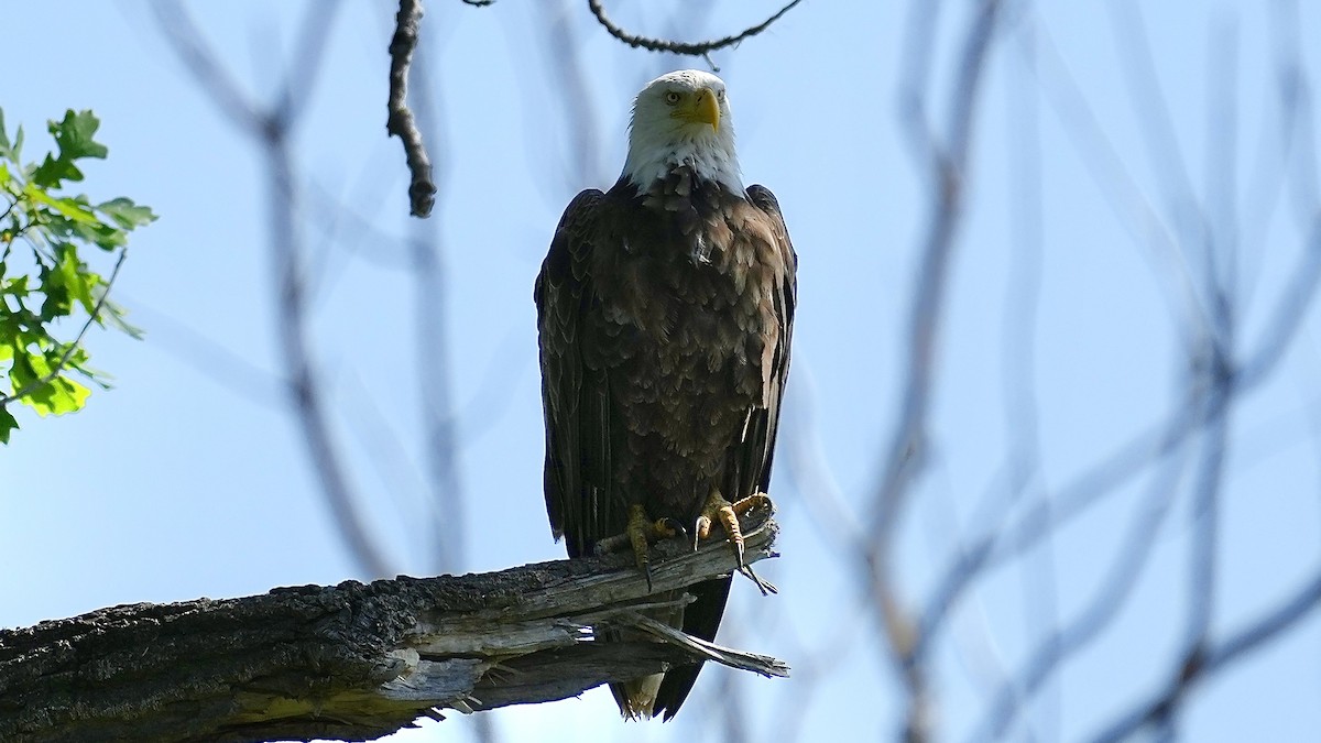 Bald Eagle - Sunil Thirkannad