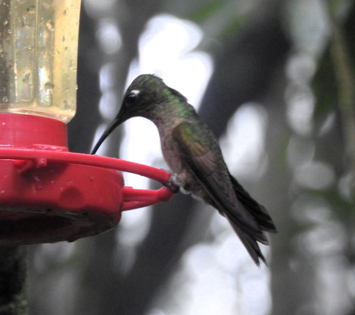 Green-crowned Brilliant - Jose Fernando Sanchez O.