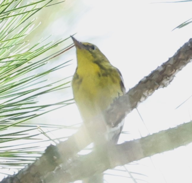 Pine Warbler - Duane Yarbrough