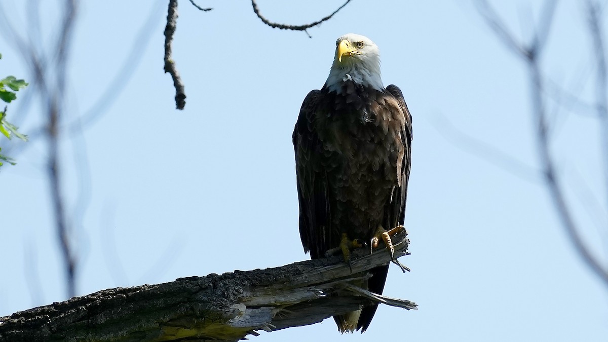 Bald Eagle - Sunil Thirkannad