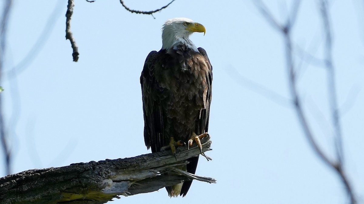 Bald Eagle - Sunil Thirkannad