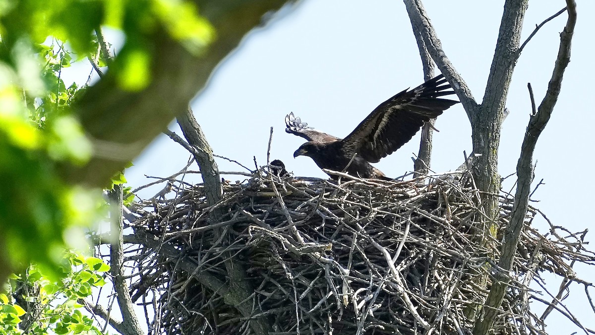 Bald Eagle - Sunil Thirkannad