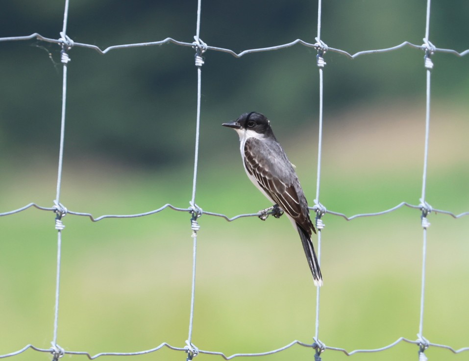 Eastern Kingbird - ML619588622