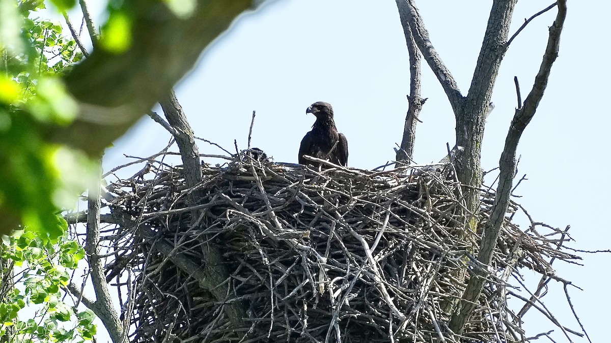 Bald Eagle - ML619588624