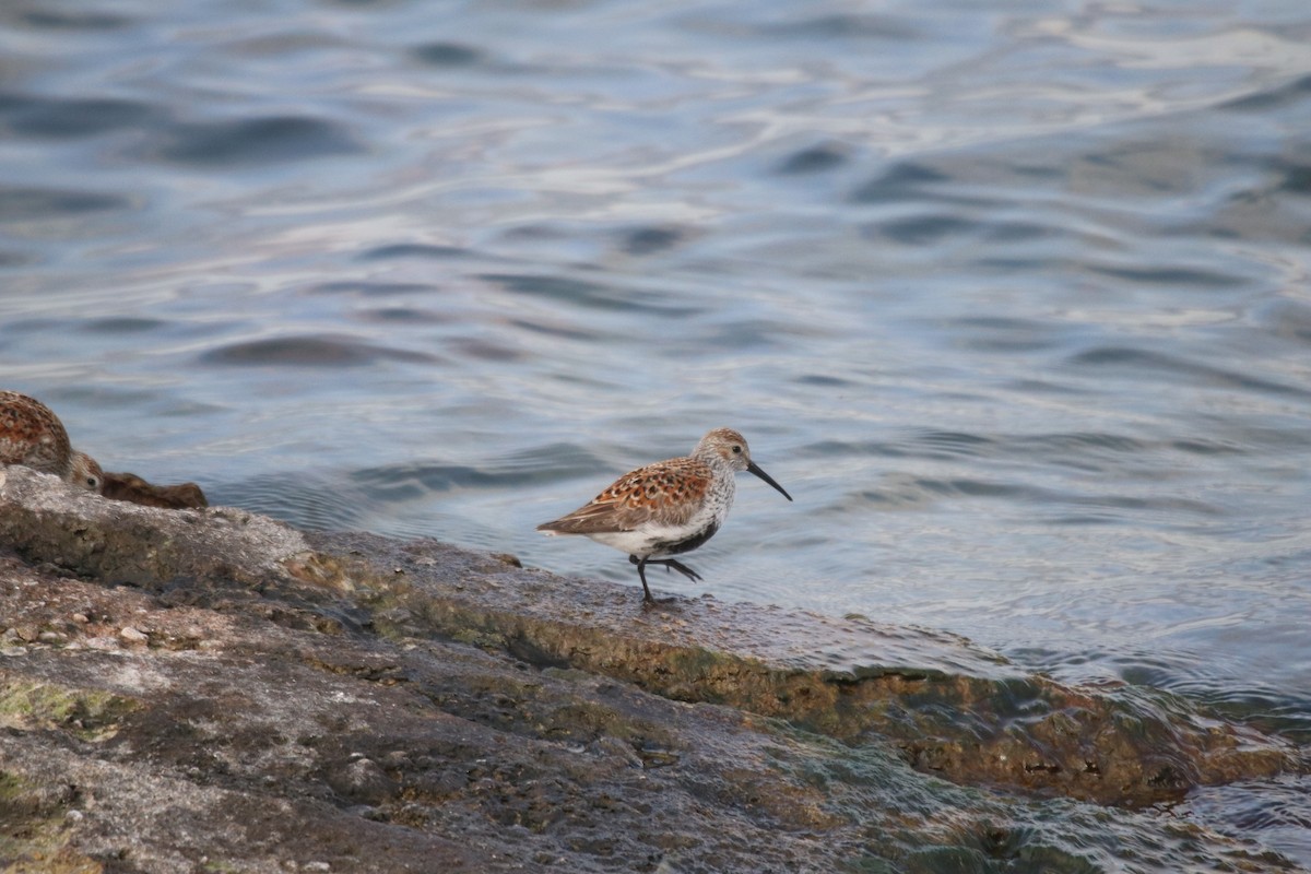 Dunlin - Keith Matthieu