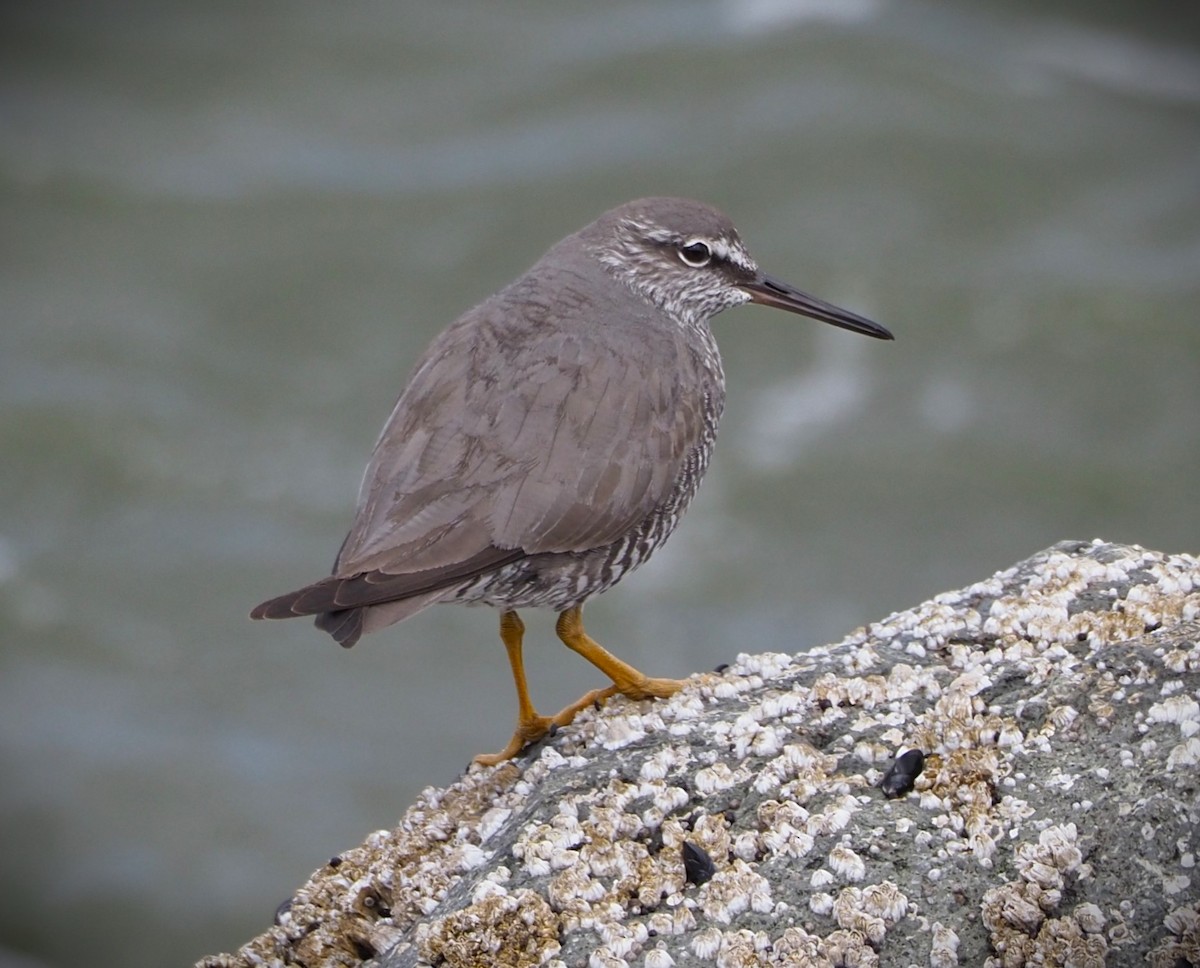 Wandering Tattler - Dick Cartwright