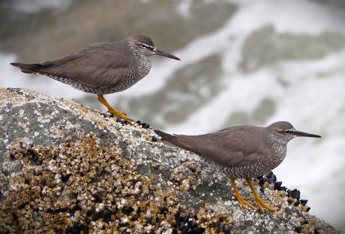 Wandering Tattler - Dick Cartwright