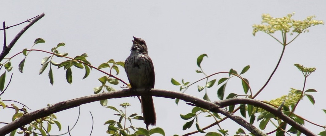 Song Sparrow - Richard Breisch