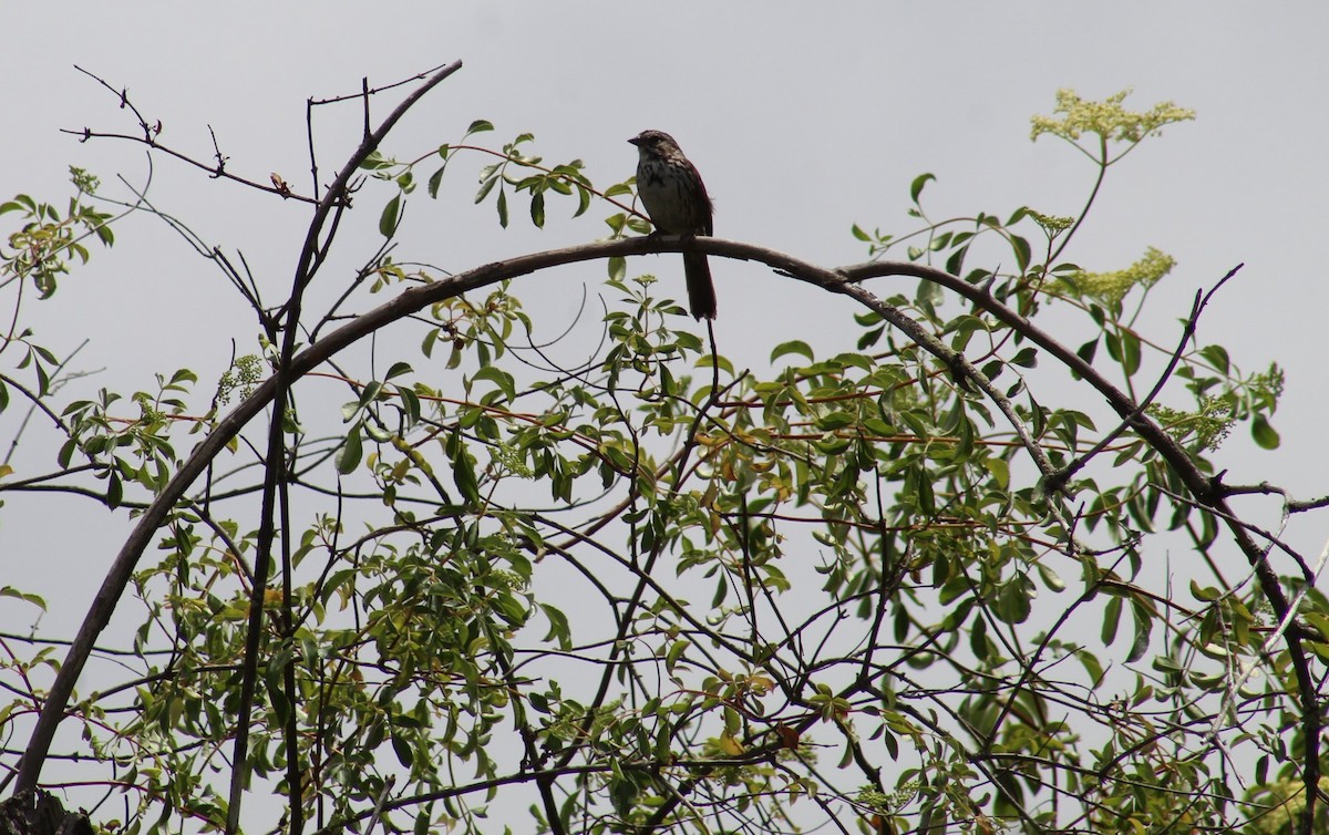 Song Sparrow - Richard Breisch