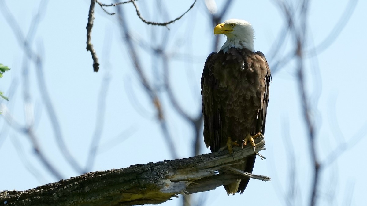 Bald Eagle - Sunil Thirkannad