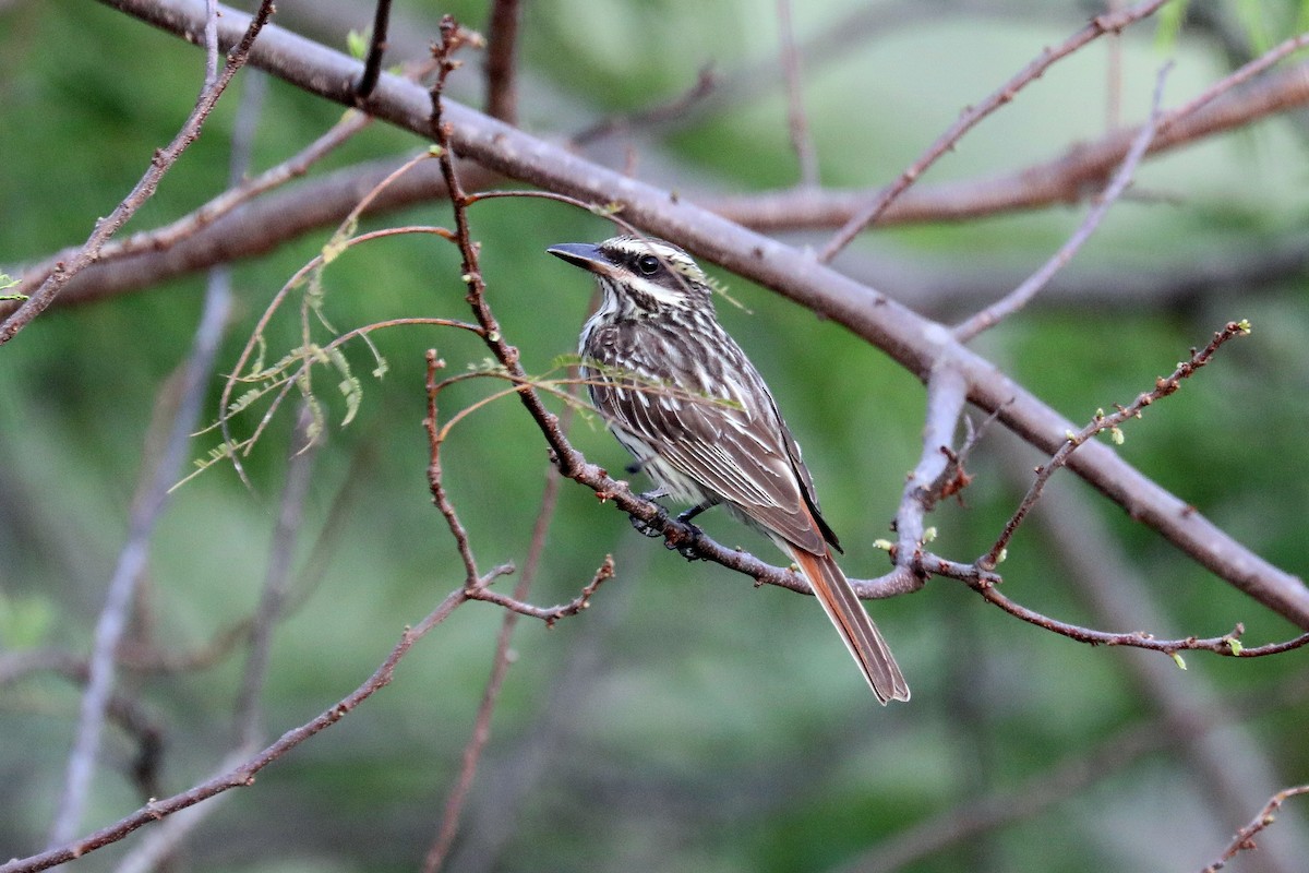 Streaked Flycatcher - Stephen Gast