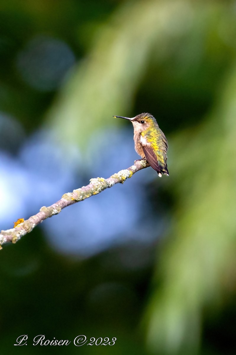 Ruby-throated Hummingbird - Paul Roisen