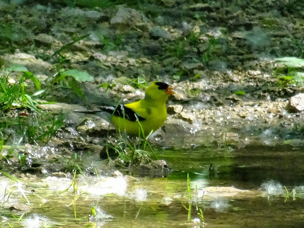 American Goldfinch - John Tollefson