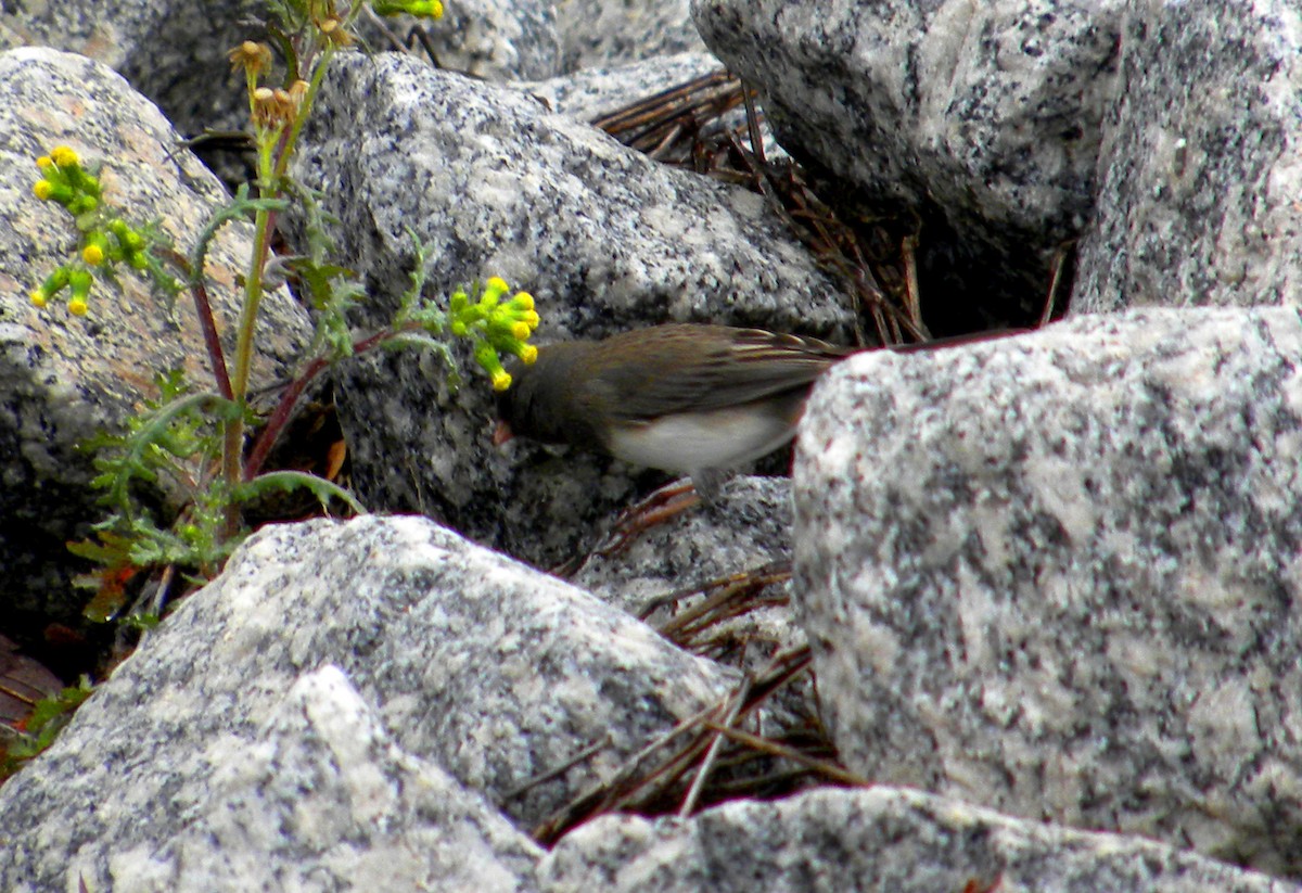 Dark-eyed Junco - ML619588668