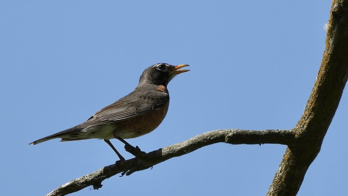 American Robin - Sunil Thirkannad