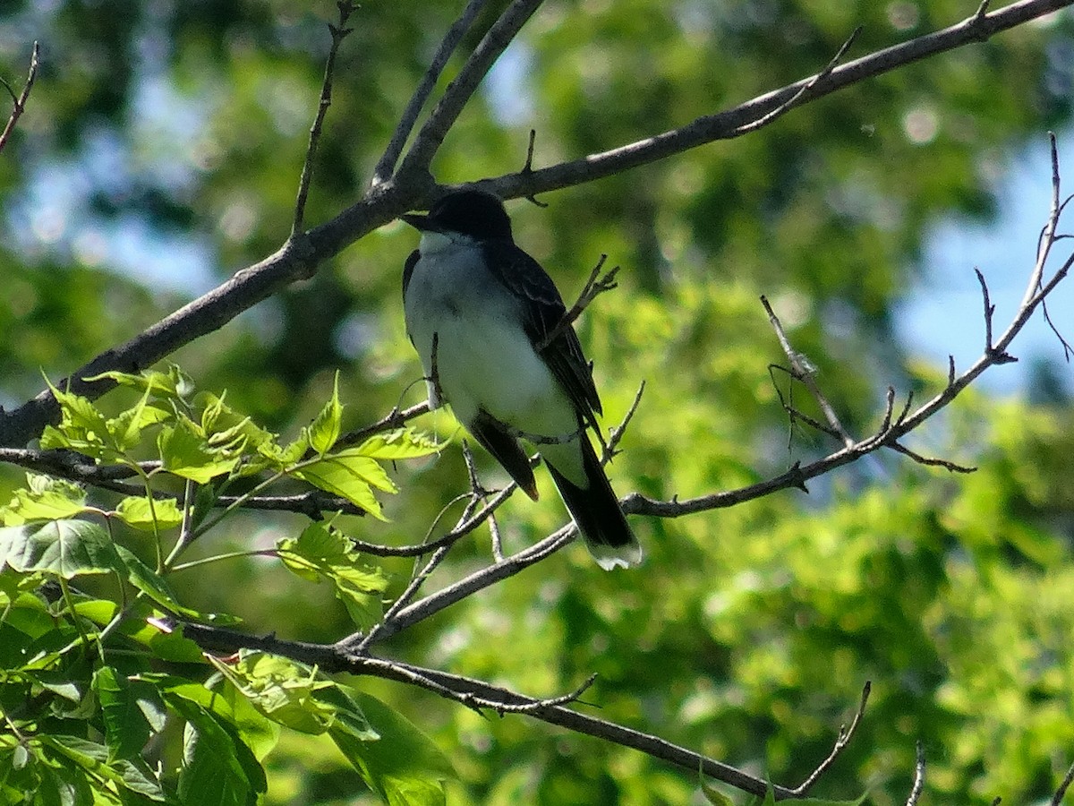 Eastern Kingbird - John Tollefson