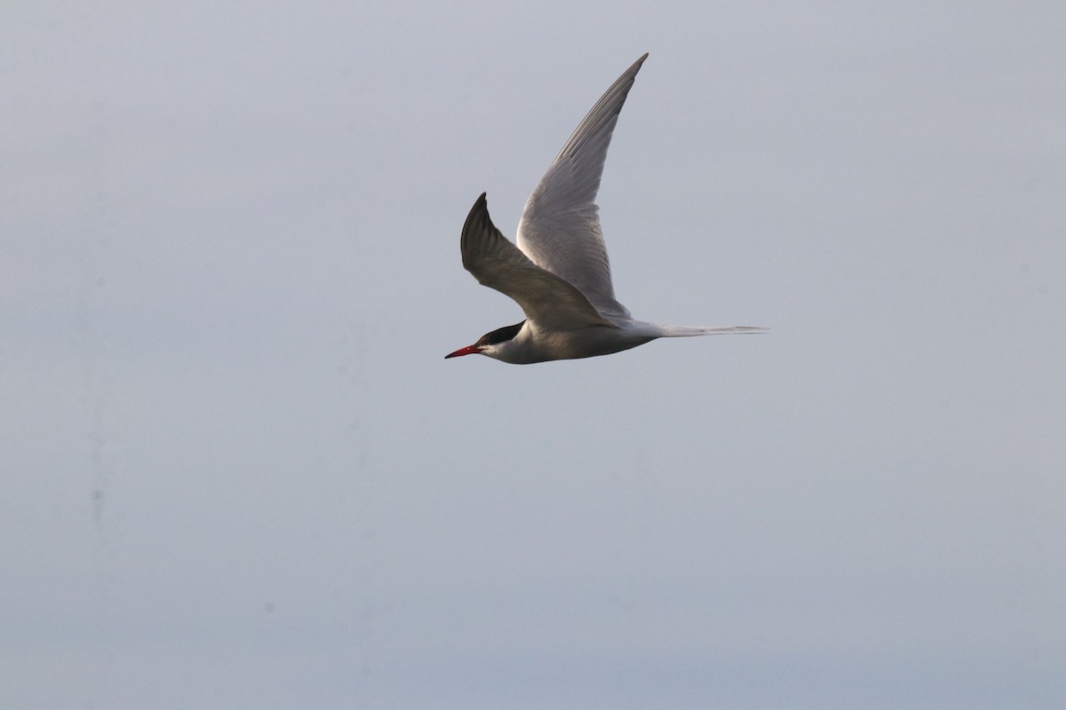 Common Tern - Keith Matthieu