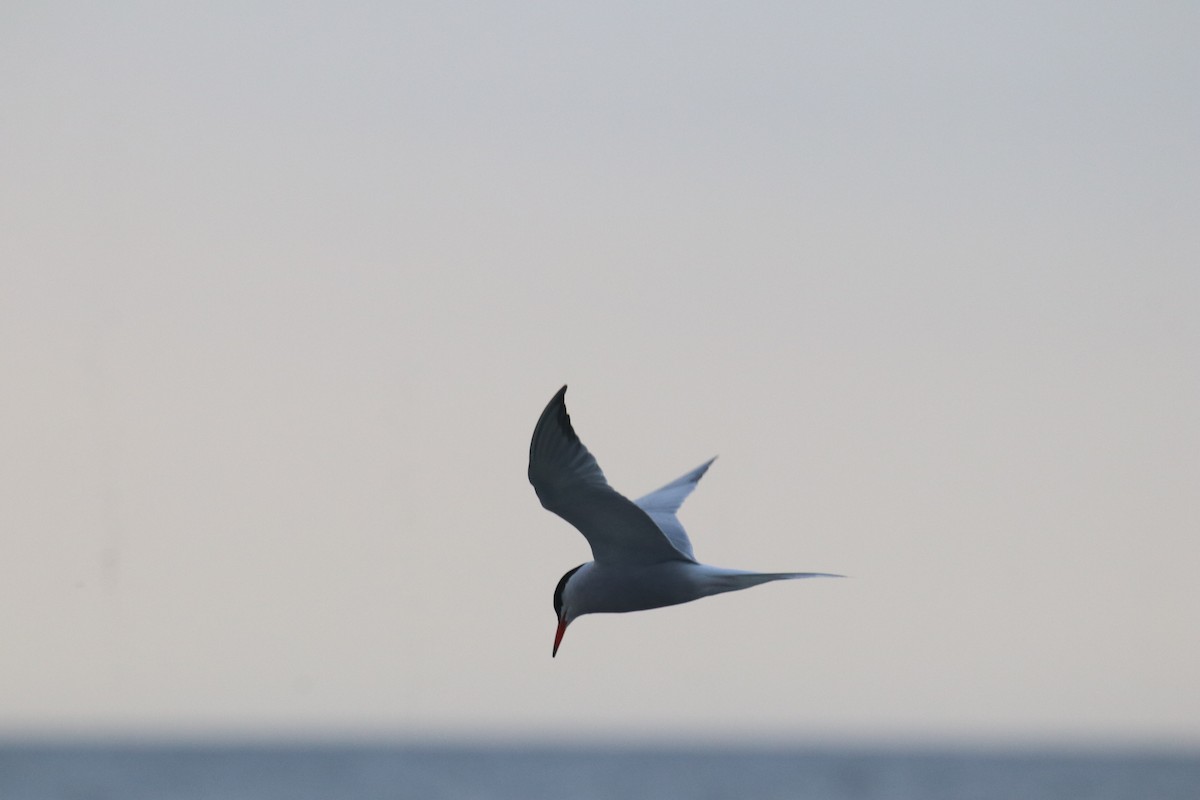 Common Tern - Keith Matthieu