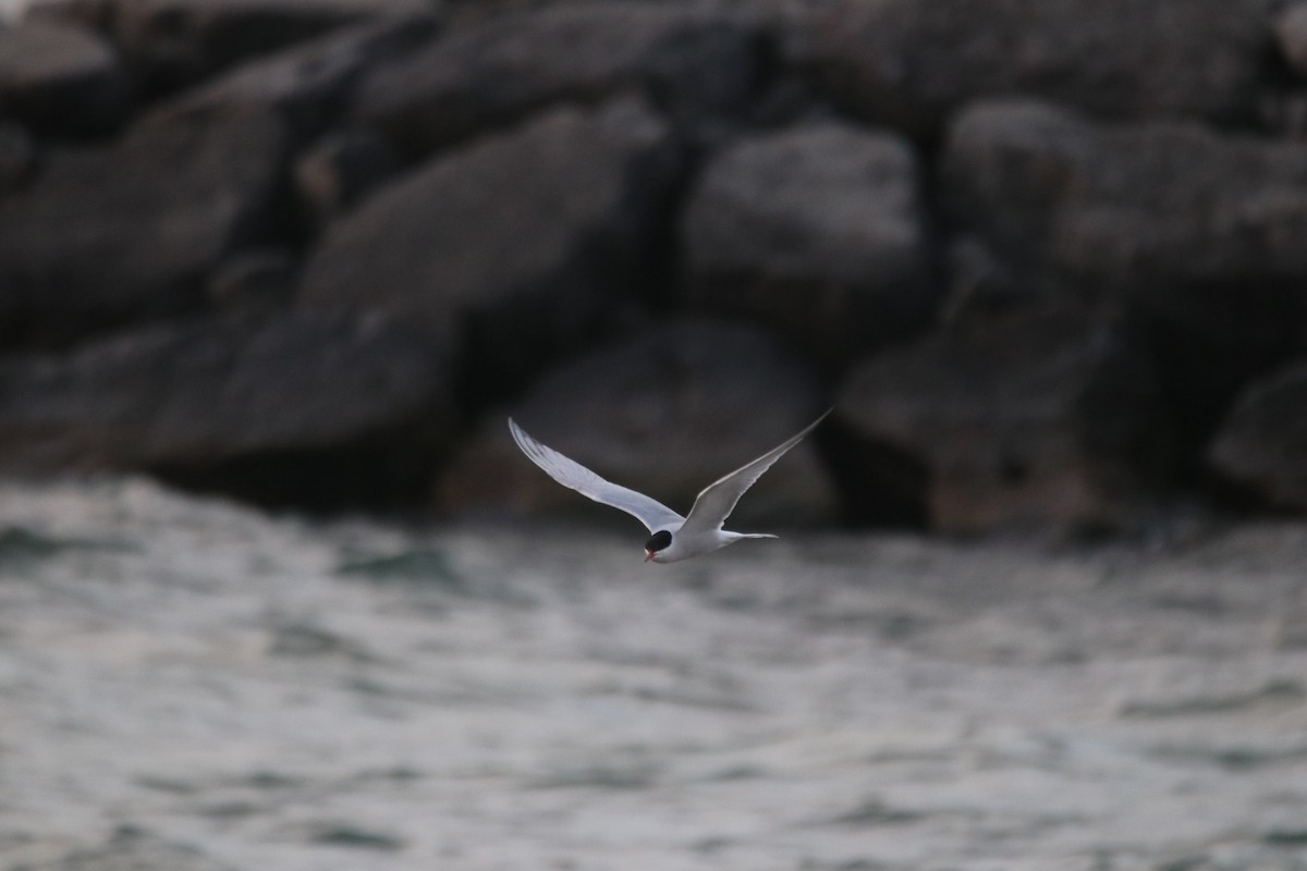 Common Tern - Keith Matthieu