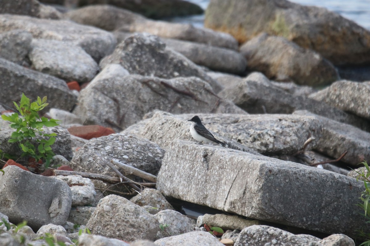 Eastern Kingbird - Keith Matthieu